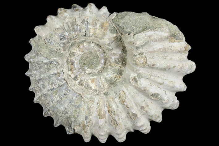 Bumpy Ammonite (Douvilleiceras) Fossil - Madagascar #103053